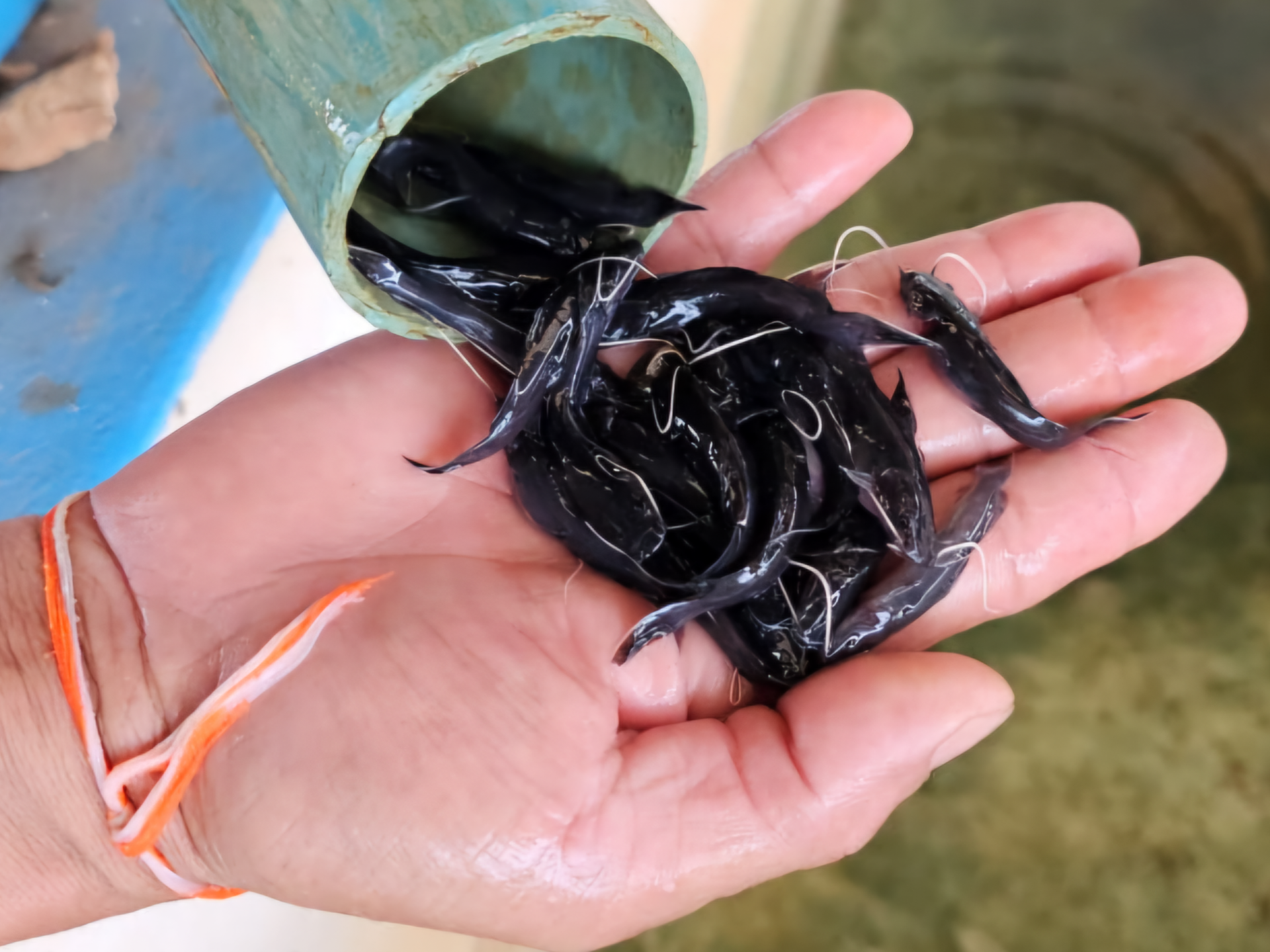 Photo: small black octopus cradled in an open palm near water and grass.