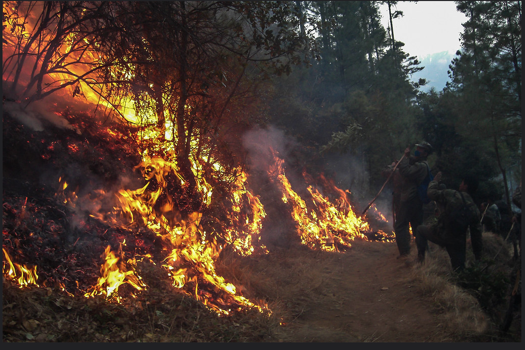 Forest trail with left-side wildfire flames and smoke; two people walk along the right.