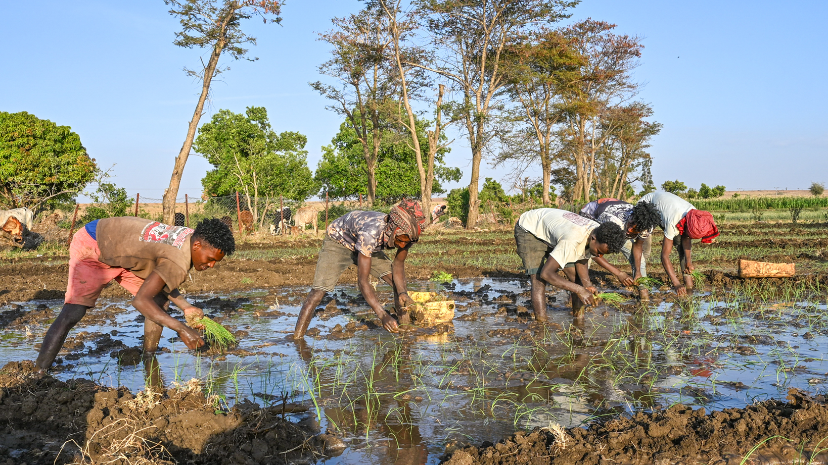 Farmers planting rice seedlings in a flooded paddy field.
