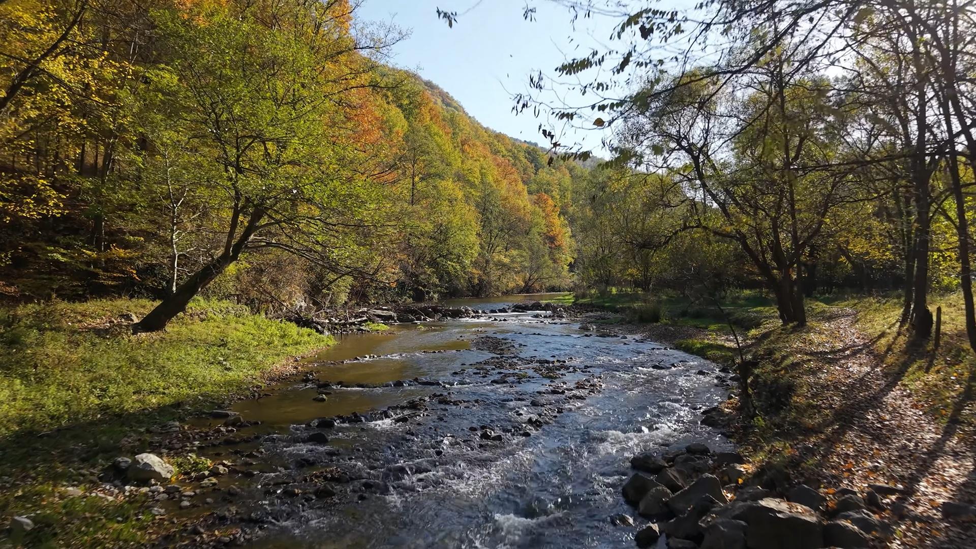 Sunlit autumn forest with a rocky stream winding between trees.