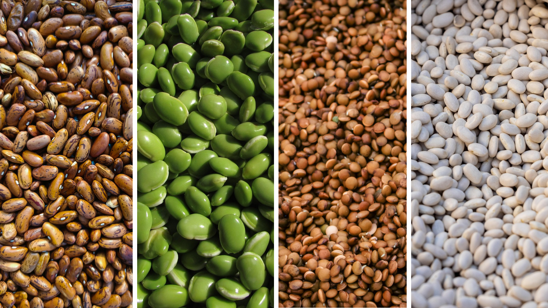 Close-up of five vertical seed panels: flax, green lentils, brown lentils, sesame, white beans.
