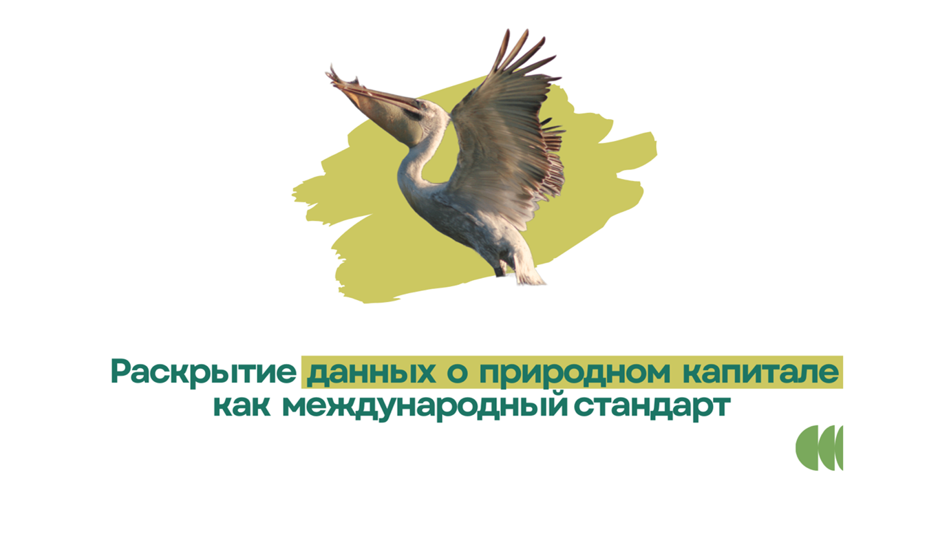Bird in flight over a yellow-green splash with Russian text about natural capital standard.