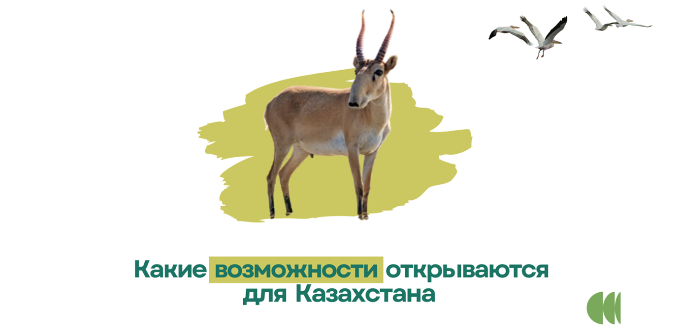 Banner with a deer and birds, Russian text on a pale green splash.