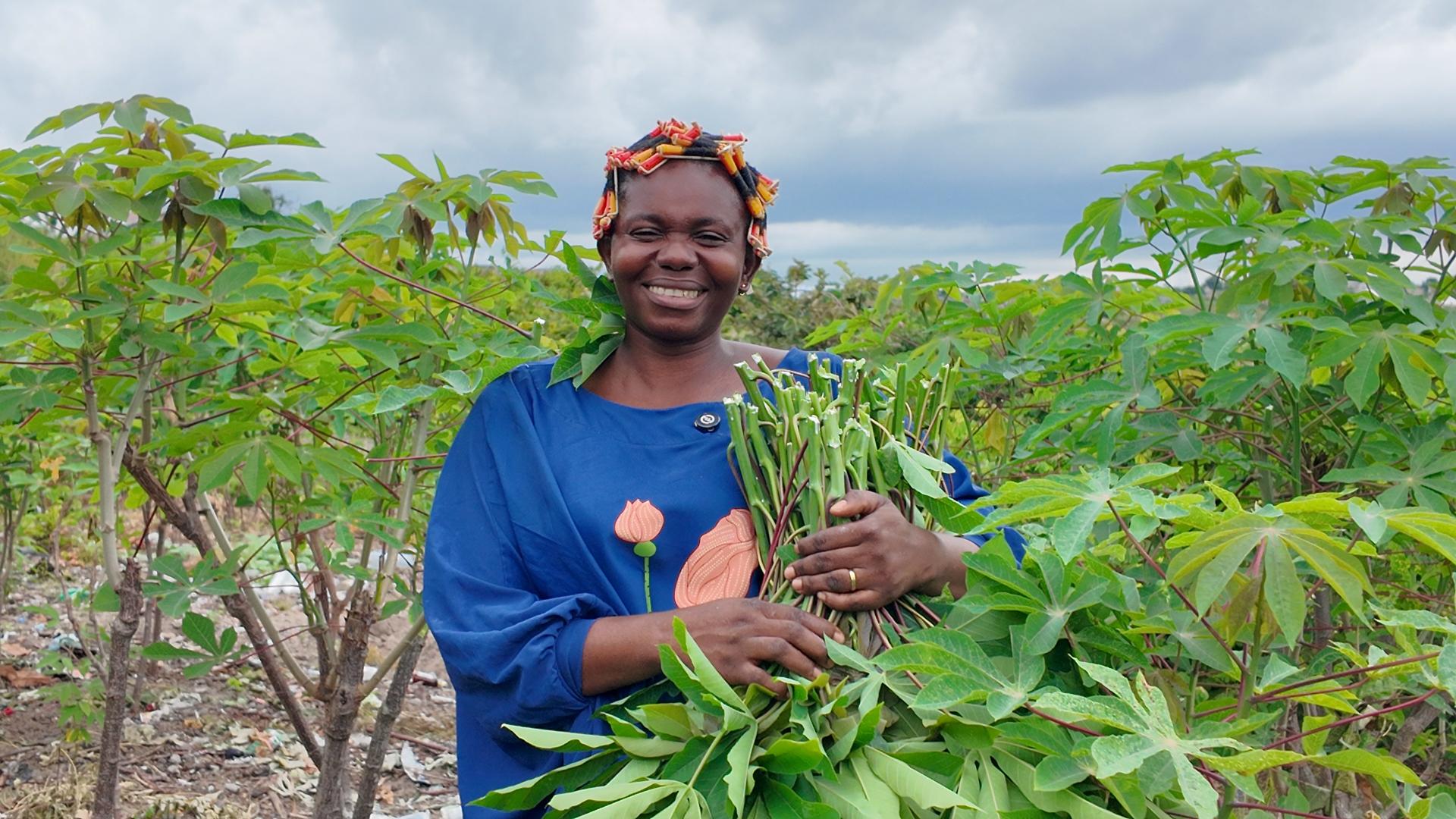 Person in a blue shirt among green leafy crops, holding a small plant.