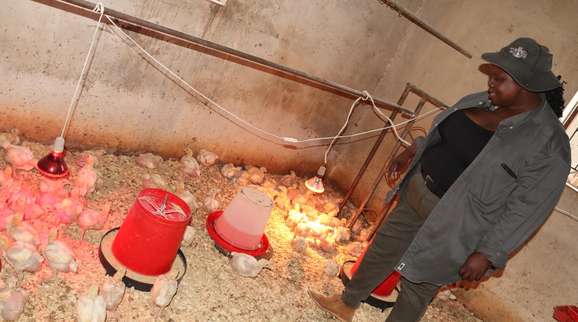 Man wearing a cap in a crowded chicken coop with red hanging feeders.