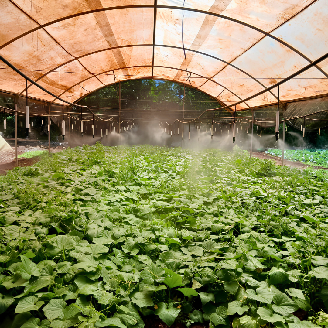 Greenhouse with rows of leafy greens under an orange arched cover, misting system in use.