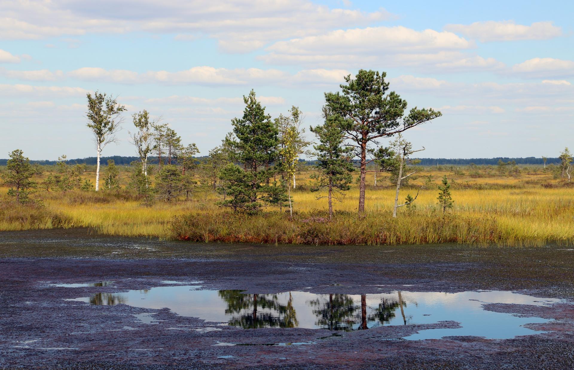 Photograph of a wetland: calm pool reflecting a line of trees, golden grasses, and a blue sky.