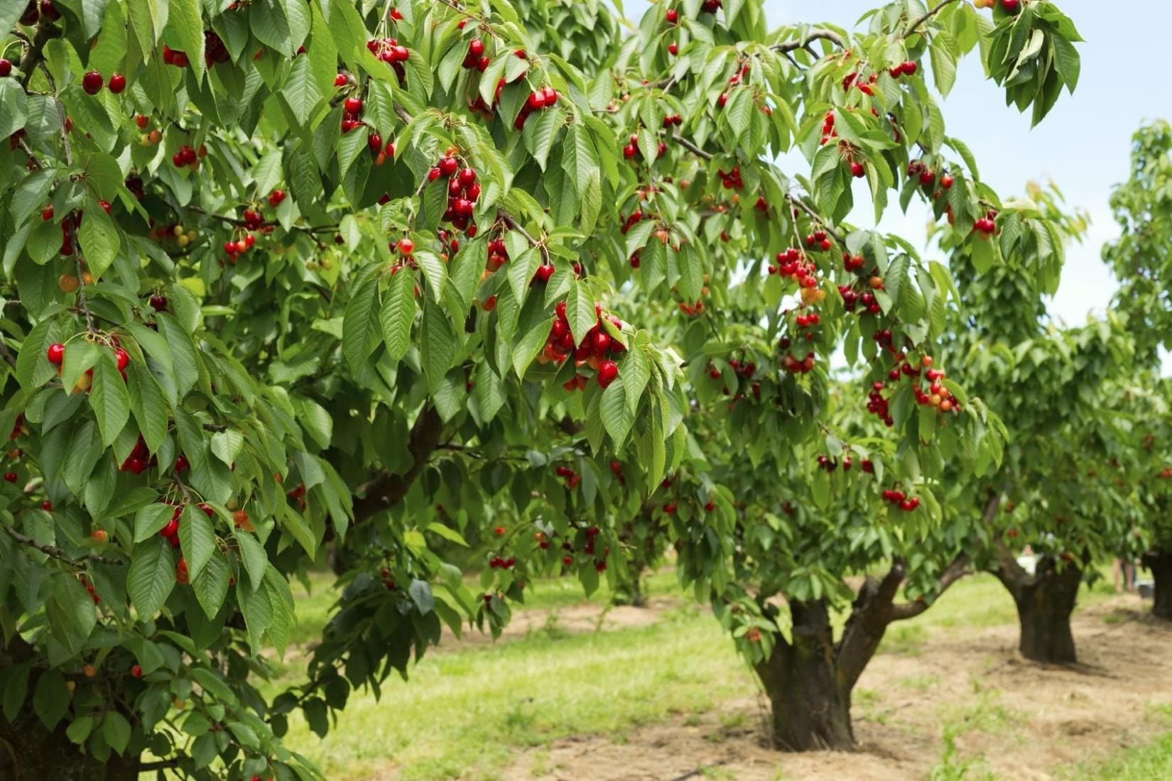 Cherry trees