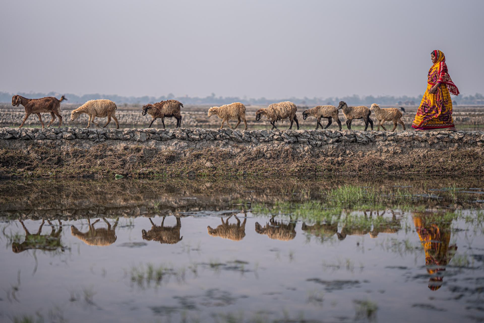 Photograph of a woman in bright clothing guiding cattle across a flooded field with reflections.