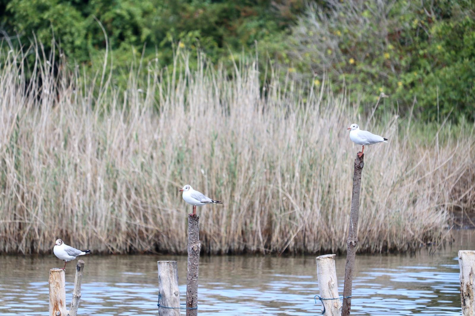 Why Investing in Biodiversity is the Foundation for Albania’s Future