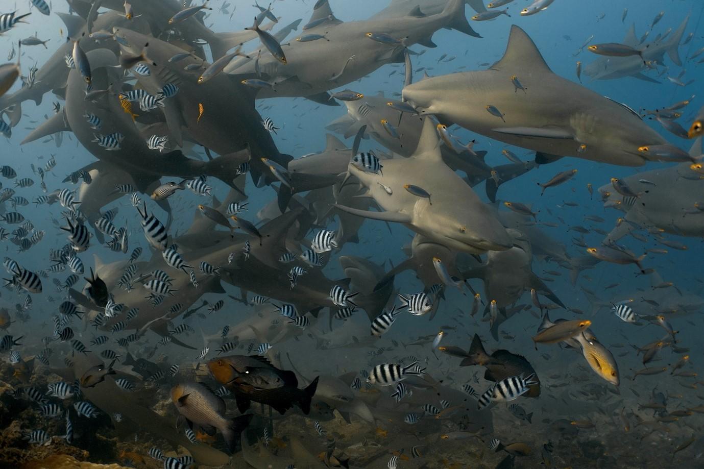 Underwater scene with a large school of sharks swimming above a coral reef, surrounded by tropical fish.