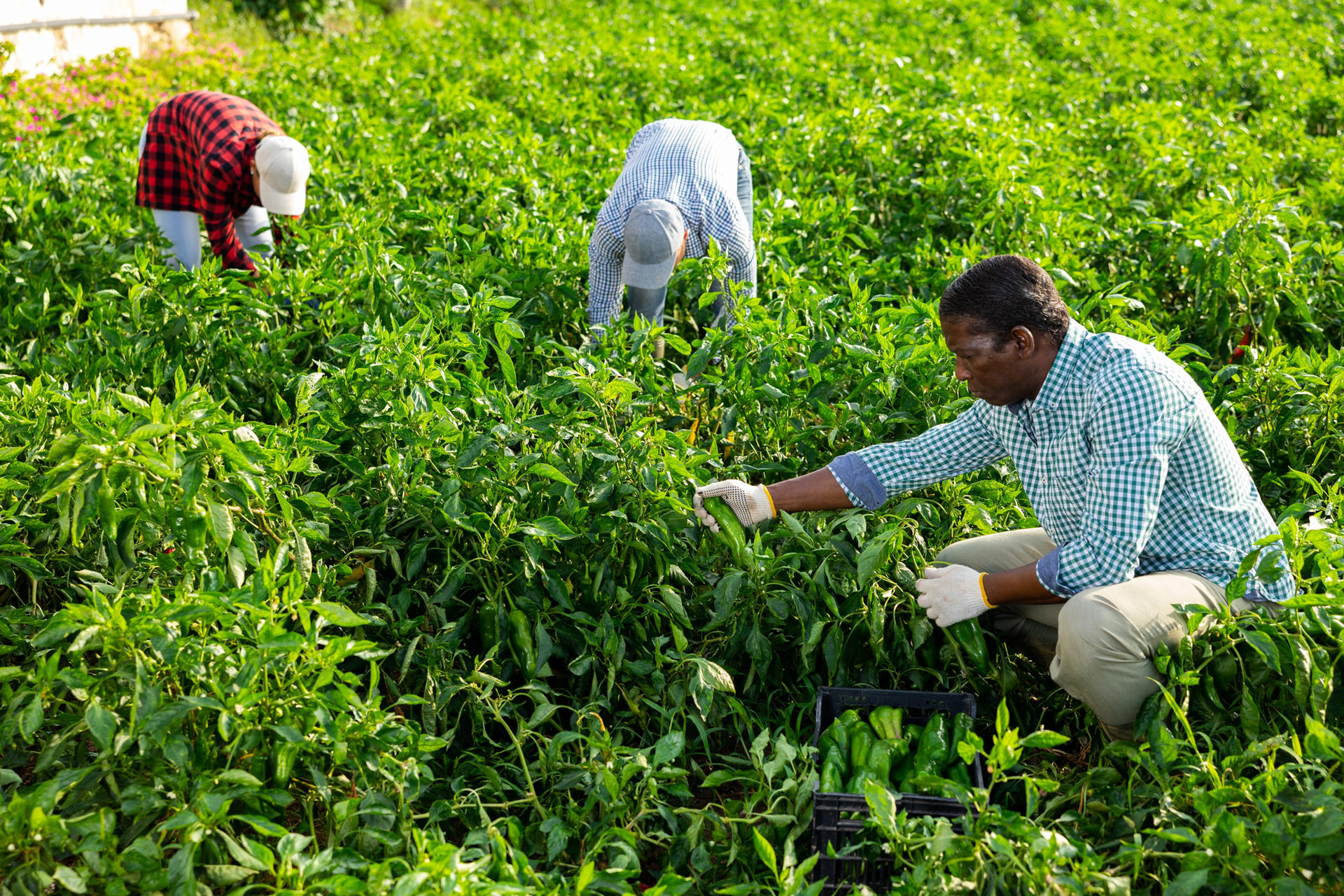 Photograph of three workers harvesting tea leaves in a lush green plantation.