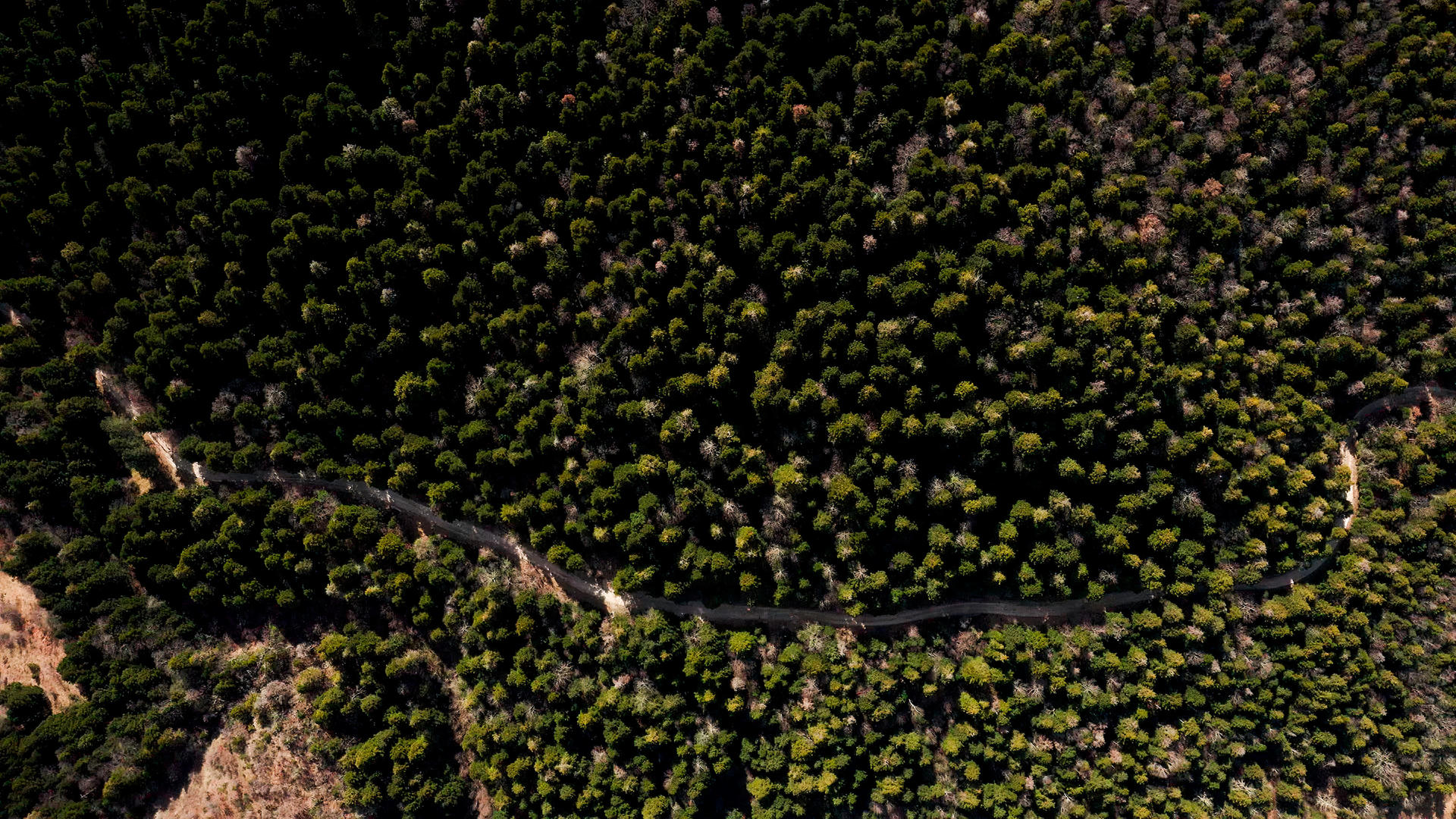 the_dense_forests_of_bredhi_i_hotoves-dangelli