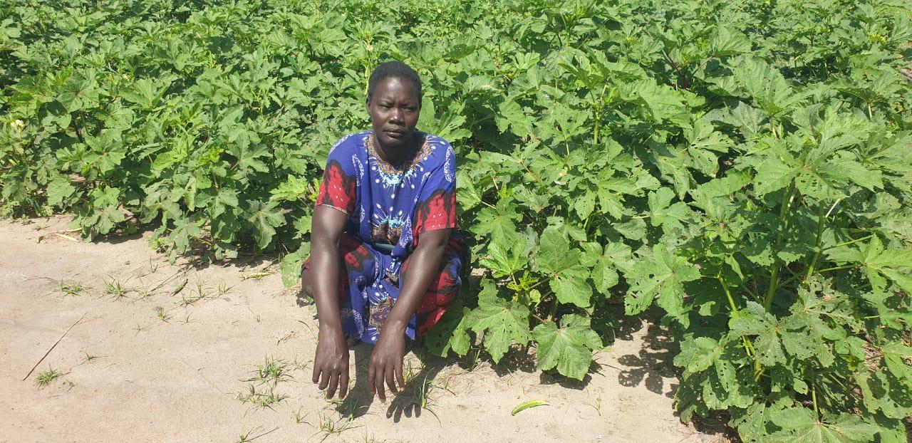 Person wearing a blue and red patterned shirt squatting among leafy green crops in a sunny field.