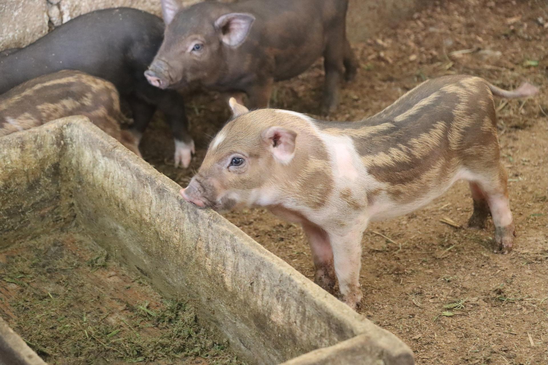 Cream-colored pig with pink snout beside a concrete feeding trough; other pigs in the background.