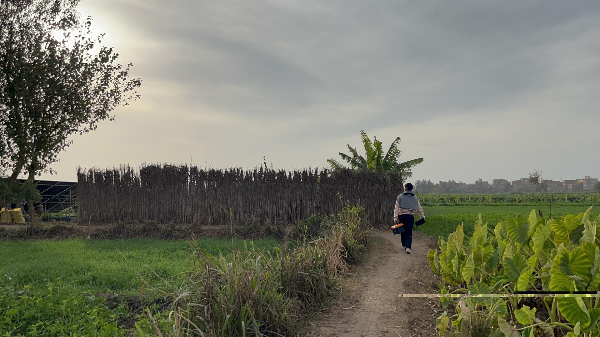 Dirt path through farmland with a person walking away, hedges left, crops right, overcast sky.