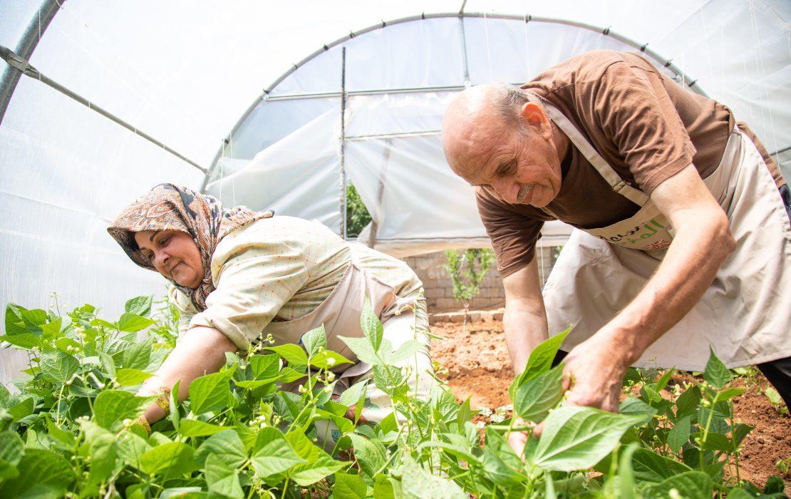 Two workers bending over leafy greens in a sunny greenhouse.