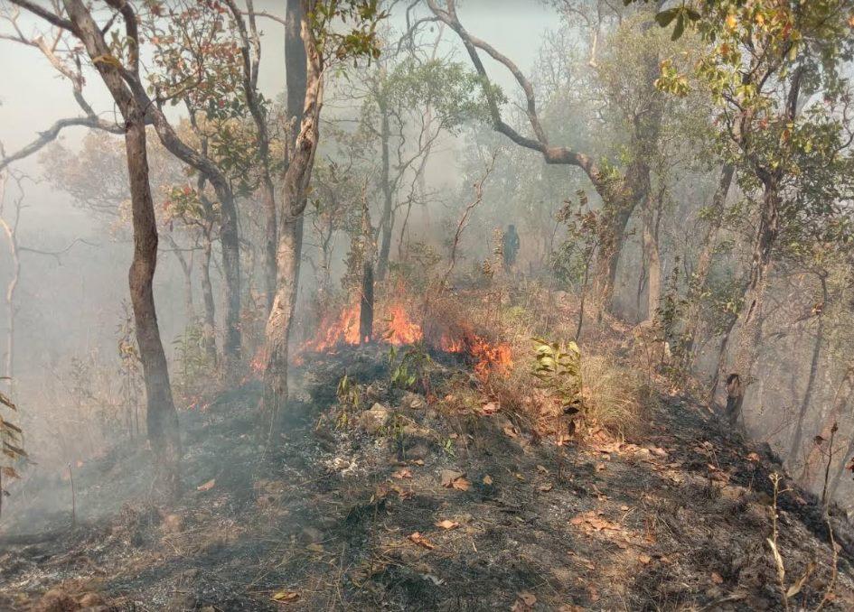 Forest fire with rising smoke and small flames on a hillside among trees.
