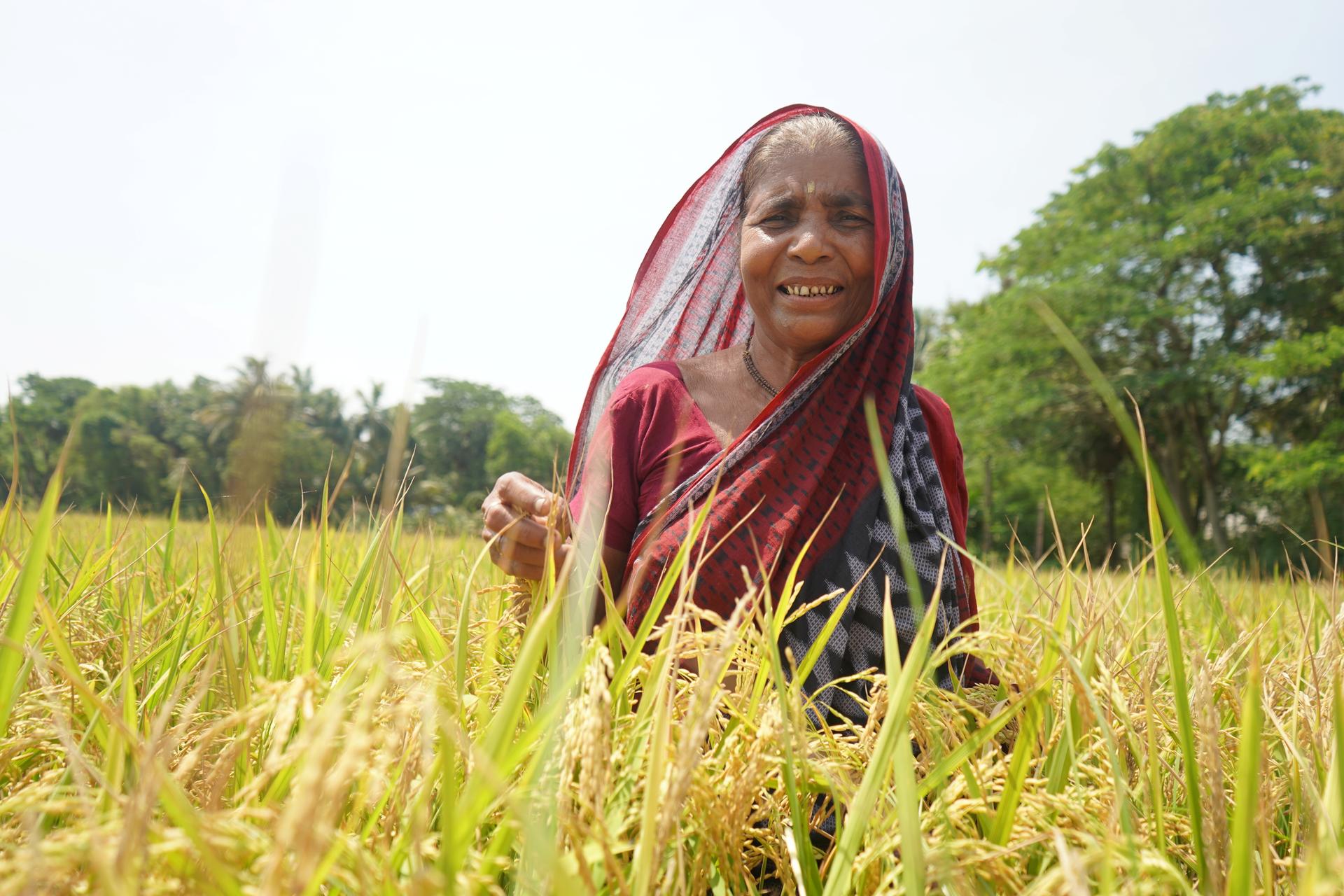 Woman wearing a red headscarf standing in a golden grain field, face blurred.