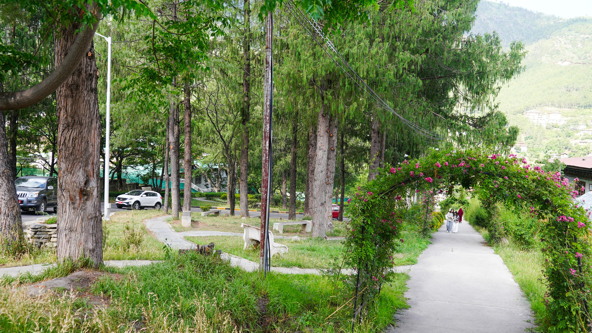 Sunlit park path lined with tall trees; flowering arch over the walkway and distant hills.