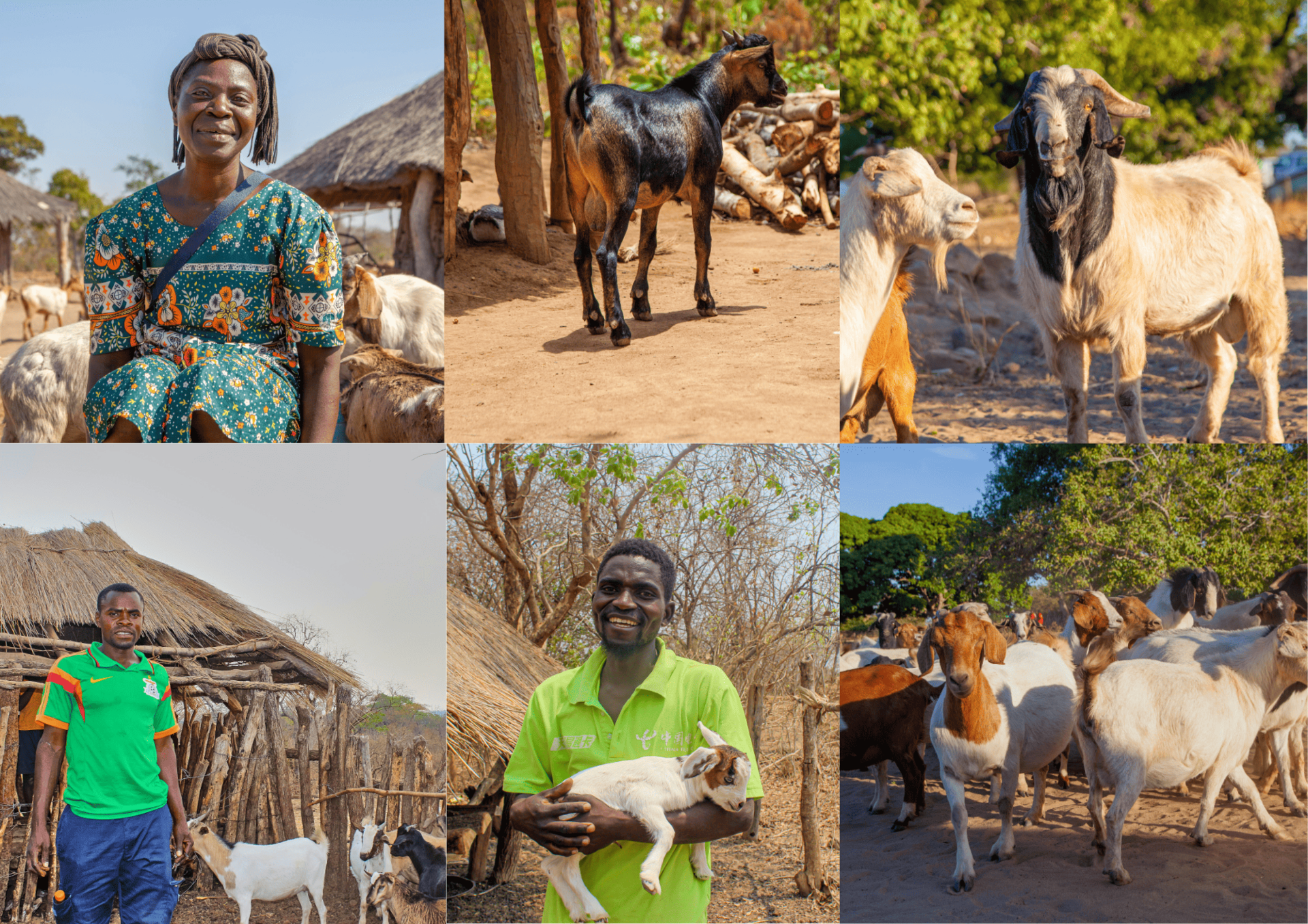 Collage of people posing with goats on a sunny rural farm.