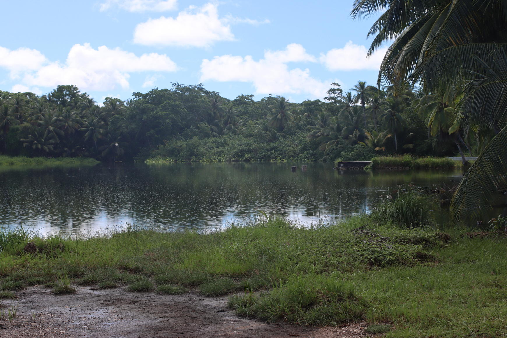 Photo of a calm tropical lake with a grassy bank, distant trees, and a palm on the right.
