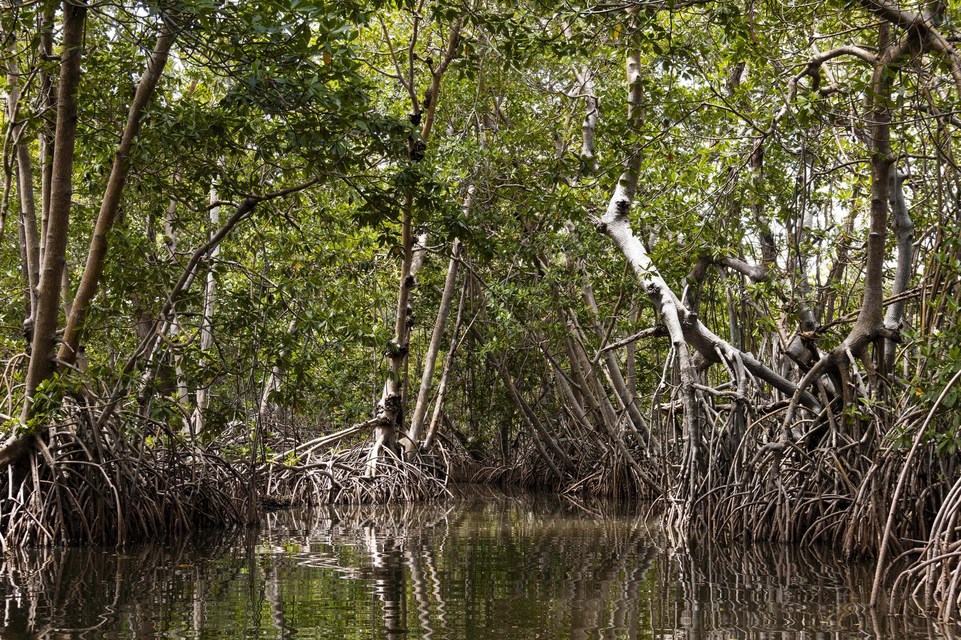 Photograph of mangrove trees with tangled roots in calm, reflective water.