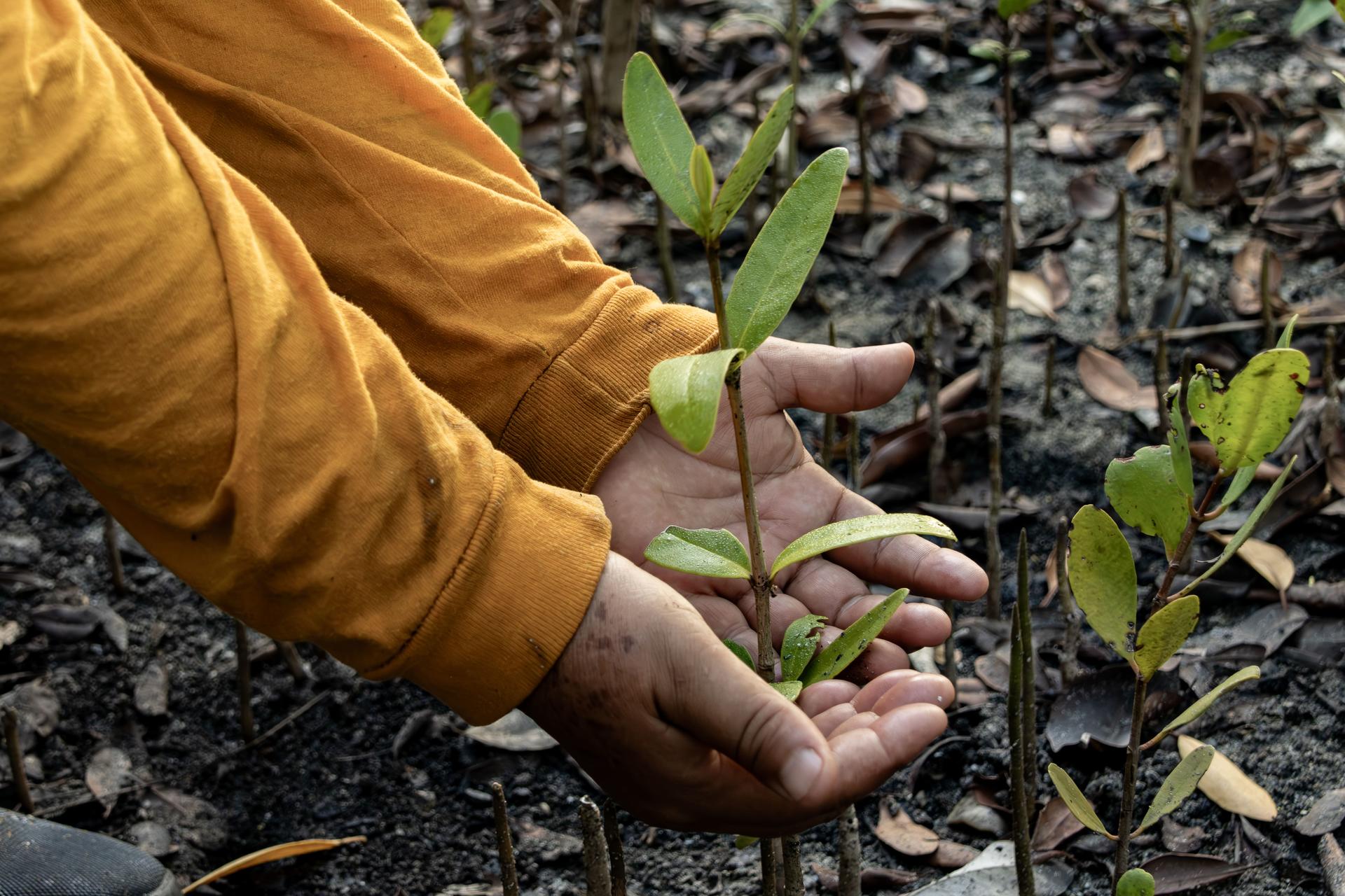 Hands in orange sleeves cradle a small green seedling in soil.