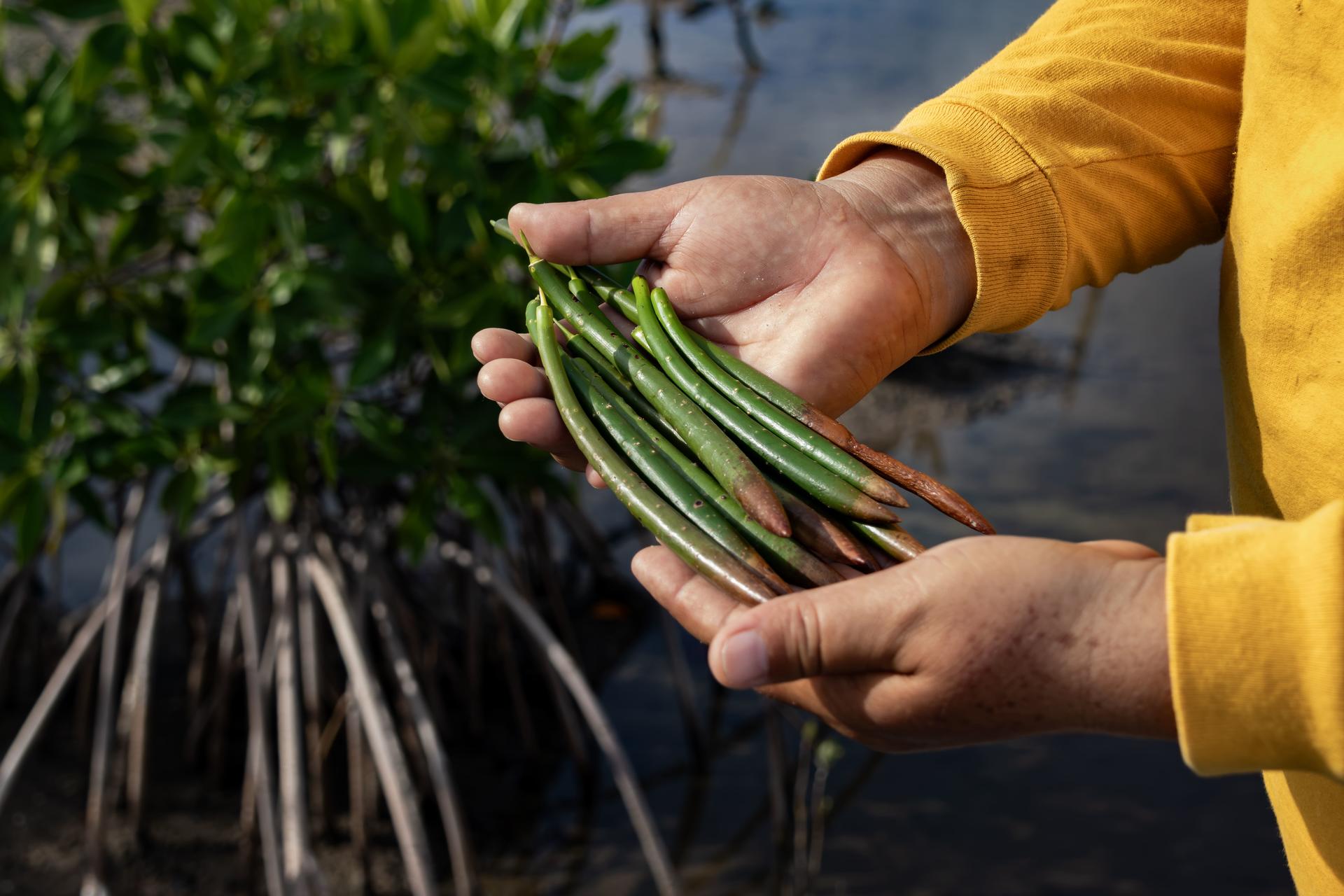 Photograph of hands in yellow sleeves holding fresh green beans.
