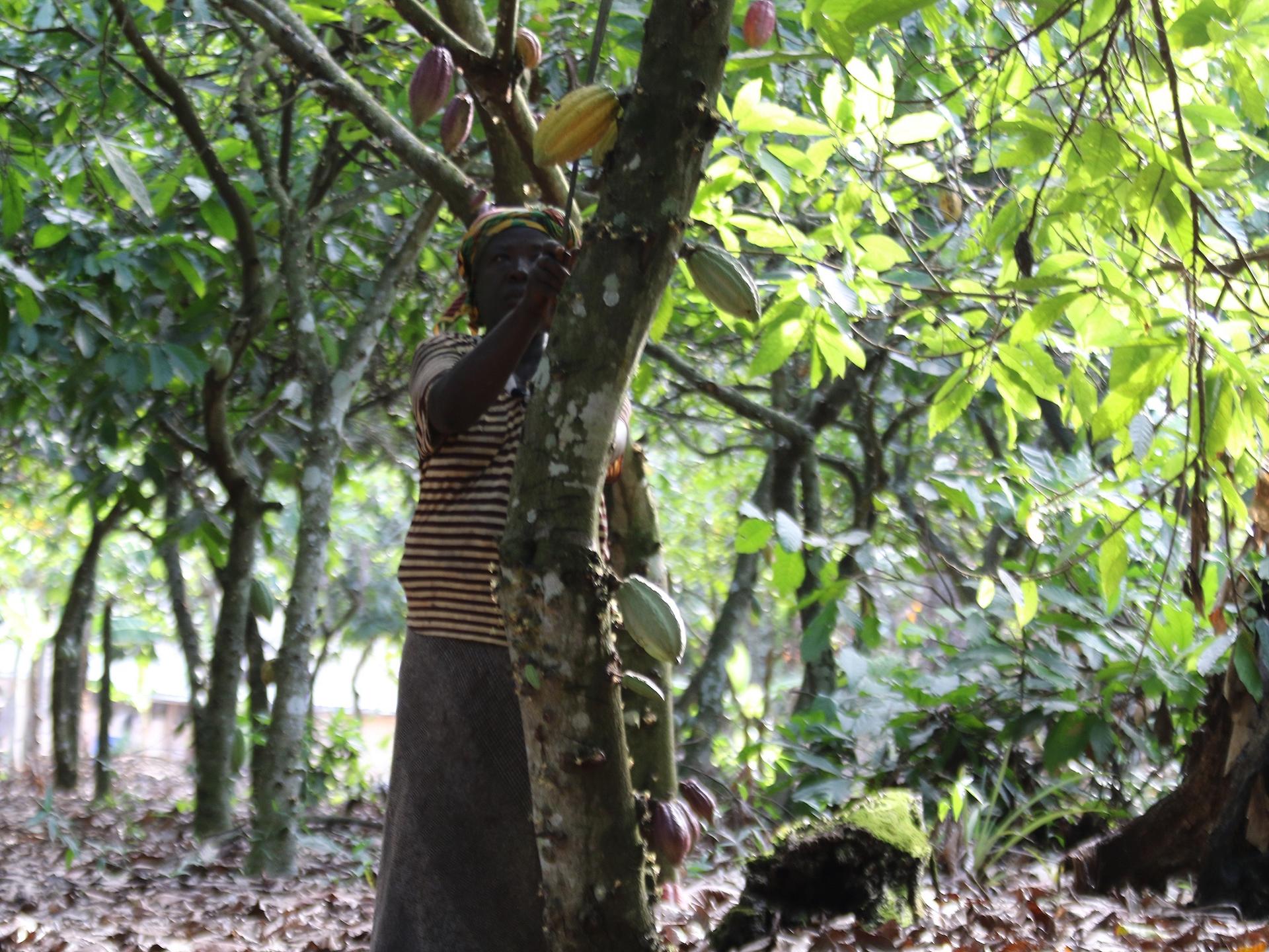 Two people among leafy trees, one reaches up a tree trunk.
