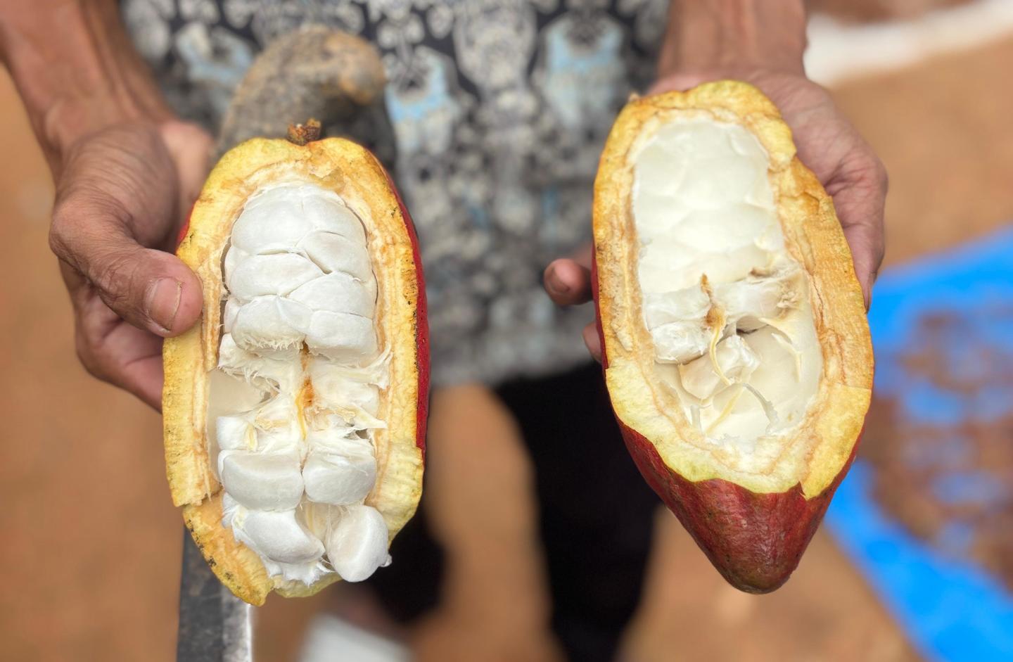 Hands hold open cacao pod halves, revealing white pulp inside.