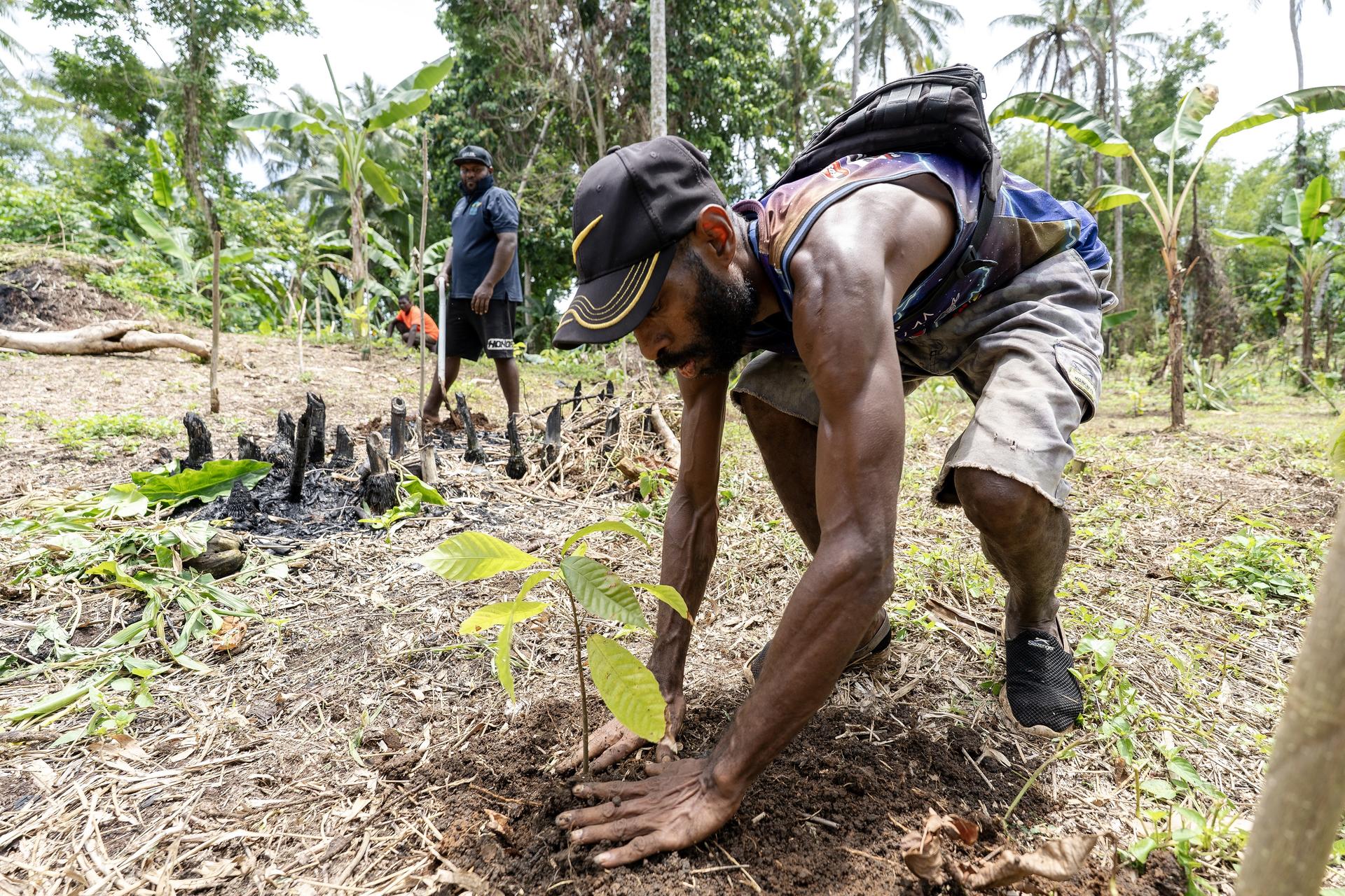 Farmer crouching to plant a seedling in a sunlit field; other workers in background.