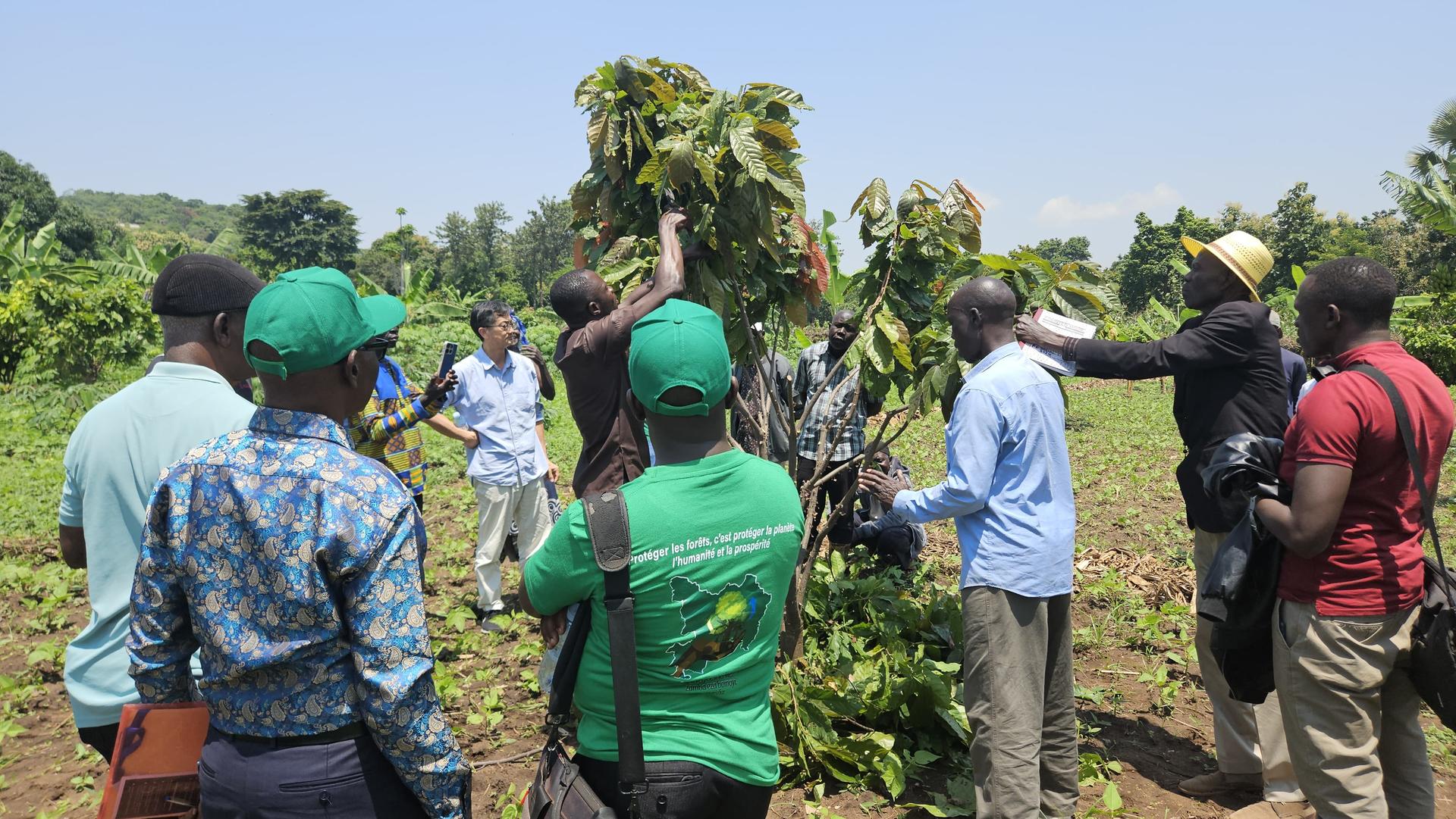 Group of people in a field around a tall crop stalk outdoors with trees in the background.