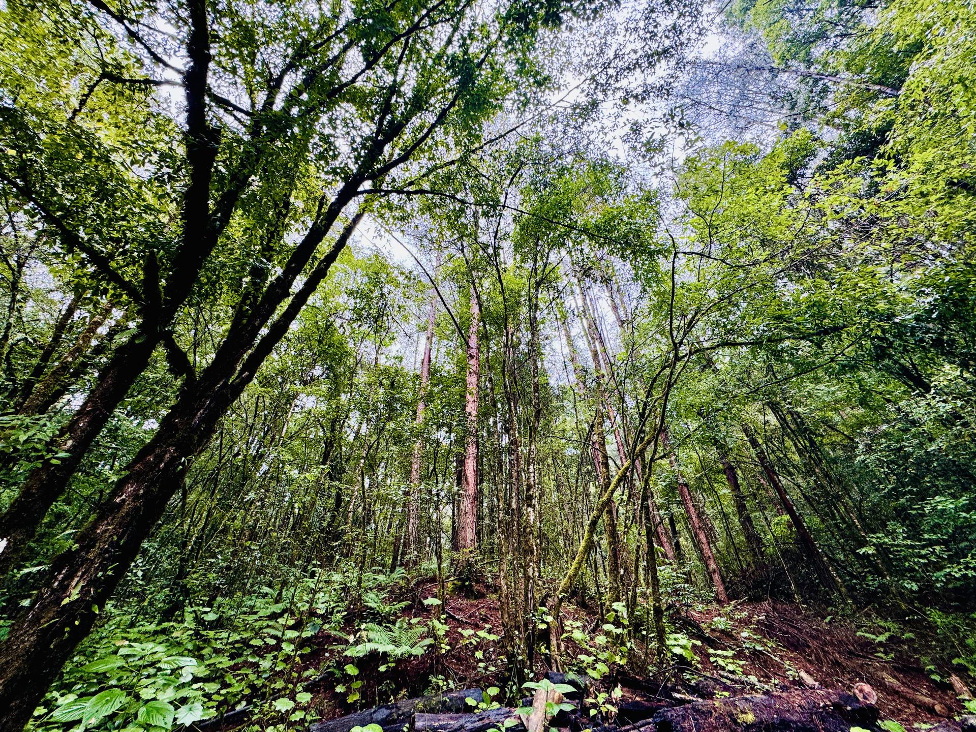 Photograph of a sunlit forest with tall trees and lush green undergrowth.