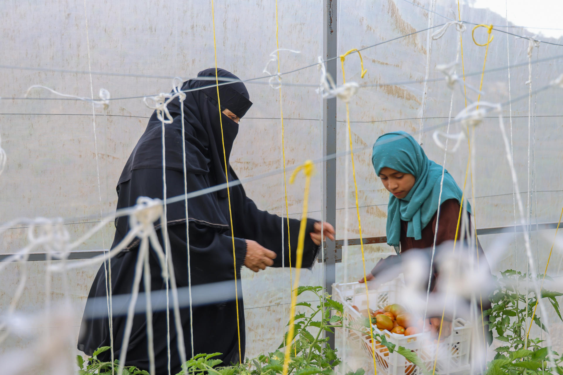 Two women in hijabs inspect climbing plants on a trellis inside a greenhouse.