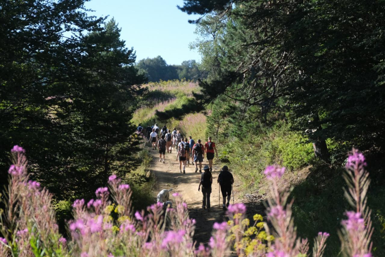 Group of hikers on a dirt forest trail, pink wildflowers in the foreground.