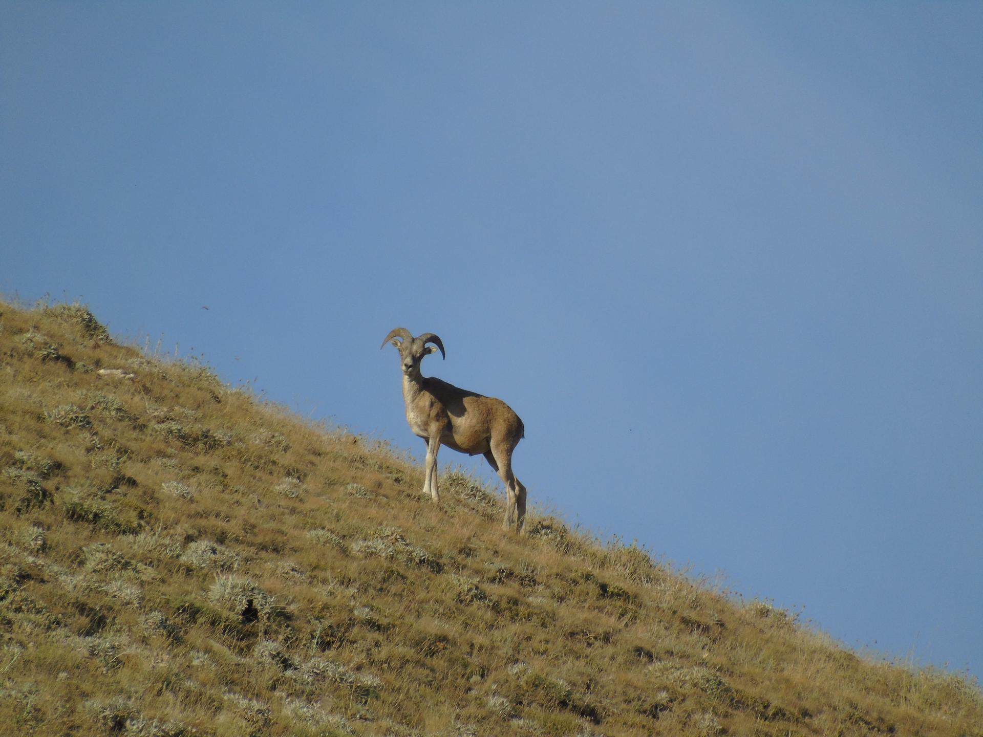Goat standing on a dry, grassy hillside beneath a clear blue sky.