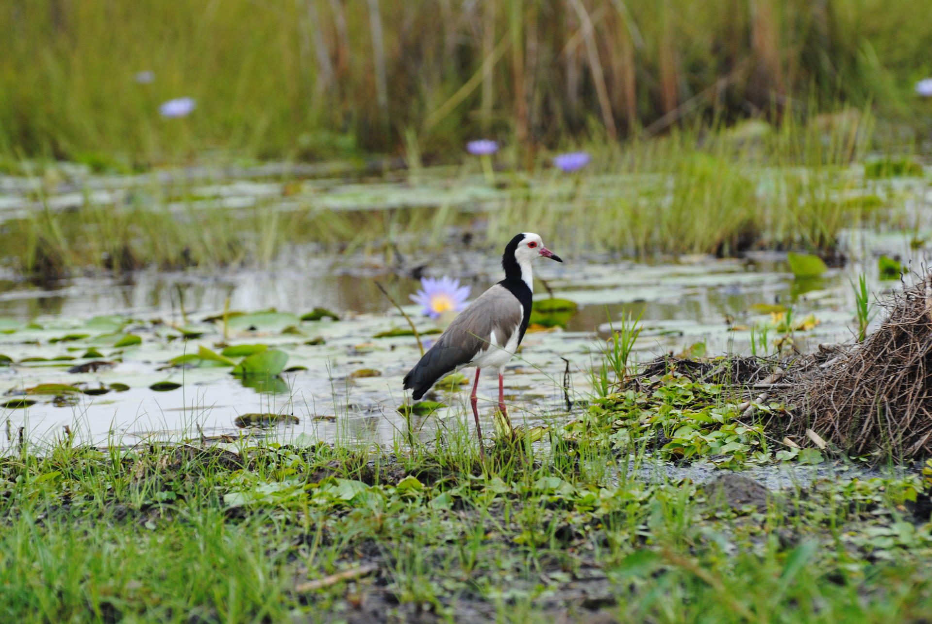Photograph of a grey heron wading in a marsh among lily pads and reeds.