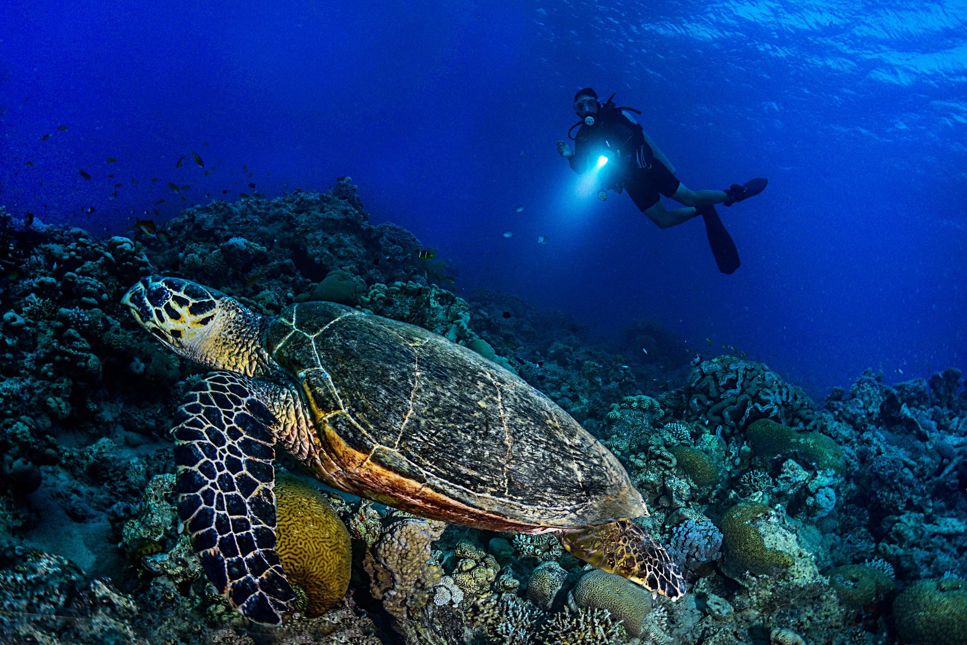 Photograph: diver with a flashlight swimming above a sea turtle over a coral reef.
