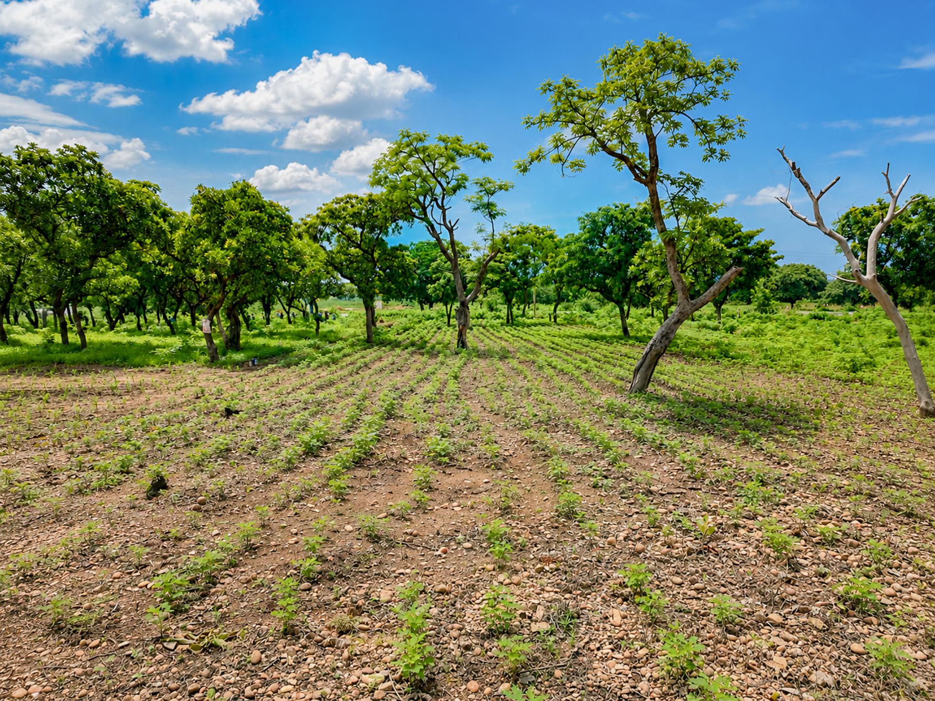 Sunny orchard with rows of young trees over bare soil and small green sprouts.
