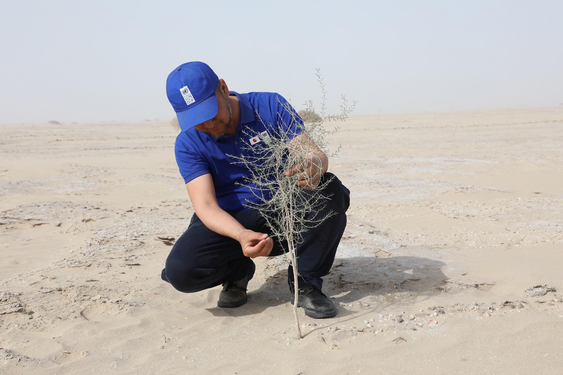 Photo: person in blue cap and shirt kneels in desert, planting a small sapling.