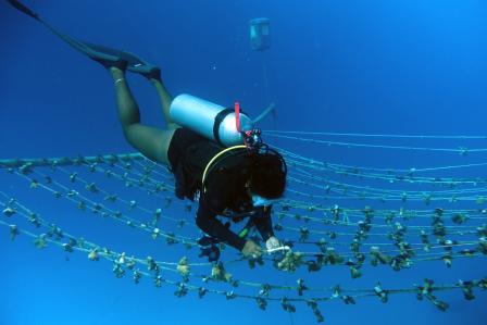Coral Restoration in Seychelles