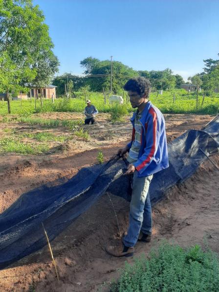Comunidad indígena de San Pedro apuesta por la producción de estevia 