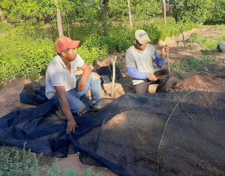 Comunidad indígena de San Pedro apuesta por la producción de estevia 
