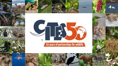 Cities 50