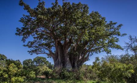 arbre avec un grand tronc épais et beaucoup de feuilles