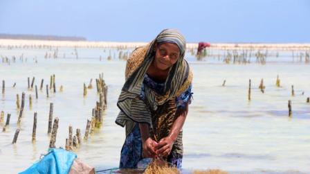 Seaweed farmer in Zanzibar 