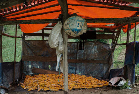Some of Mbok Waikem’s corn at her cornfield that has been harvested and is ready to be sold.