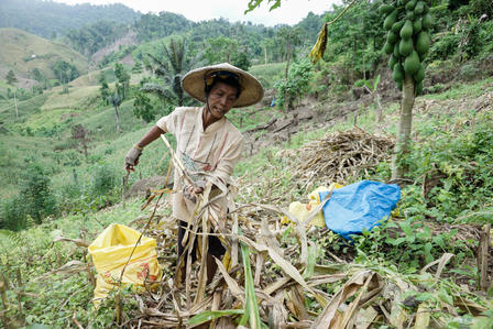 With difficulty, Mbok Waikem working on her farmland which is quite far from her house and in a quite step terrain.