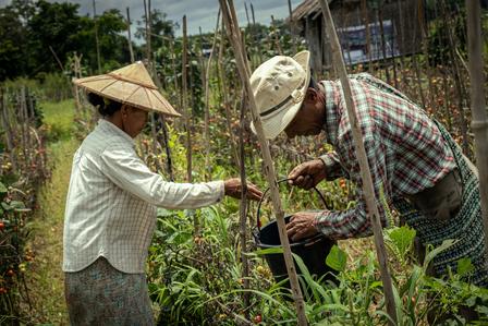 Farms pick tomatoes in Myanmar's Shan State